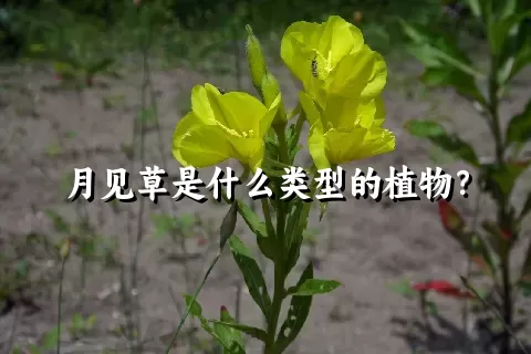 月见草是什么类型的植物？