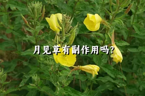 月见草有副作用吗？