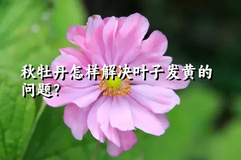 秋牡丹怎样解决叶子发黄的问题？