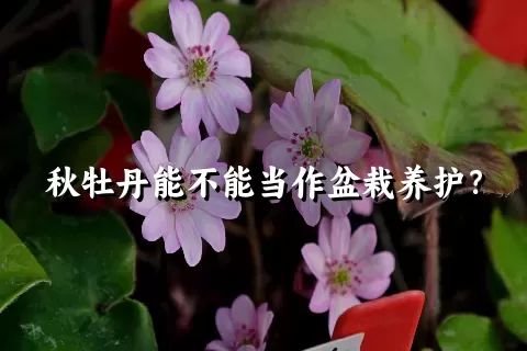 秋牡丹能不能当作盆栽养护？