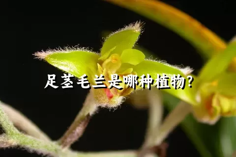 足茎毛兰是哪种植物？
