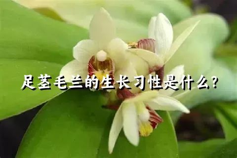 足茎毛兰的生长习性是什么？