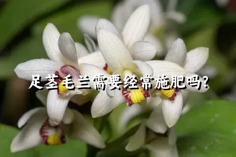 足茎毛兰需要经常施肥吗？