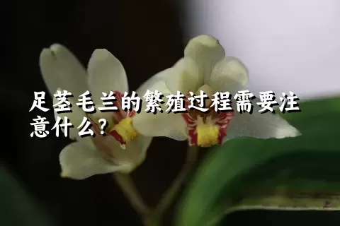 足茎毛兰的繁殖过程需要注意什么？