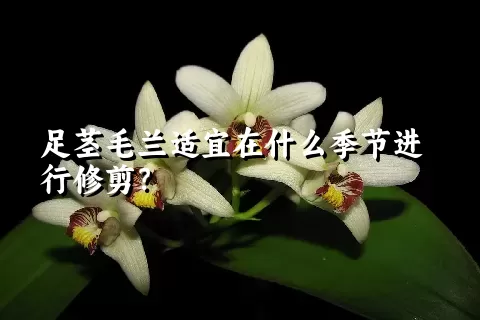 足茎毛兰适宜在什么季节进行修剪？