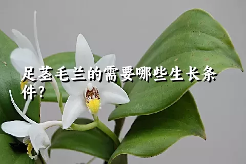 足茎毛兰的需要哪些生长条件？