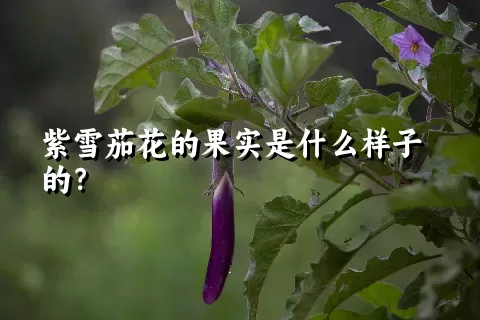 紫雪茄花的果实是什么样子的？