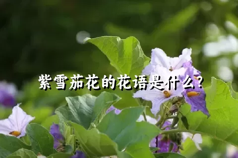 紫雪茄花的花语是什么？