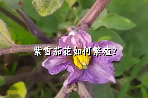 紫雪茄花如何繁殖？