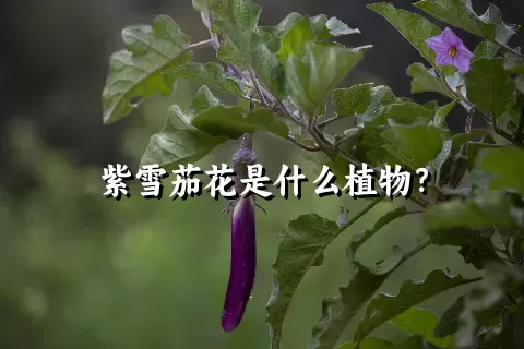 紫雪茄花是什么植物？