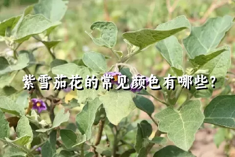 紫雪茄花的常见颜色有哪些？