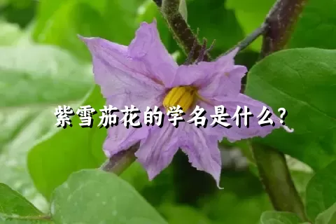 紫雪茄花的学名是什么？