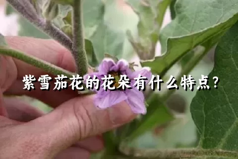 紫雪茄花的花朵有什么特点？