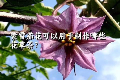 紫雪茄花可以用于制作哪些花草茶？