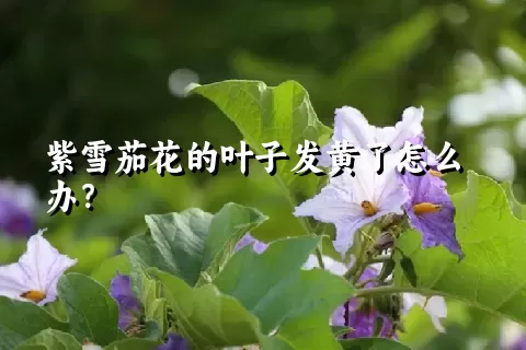 紫雪茄花的叶子发黄了怎么办？