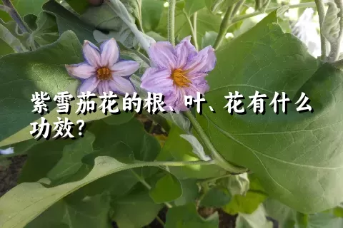 紫雪茄花的根、叶、花有什么功效？