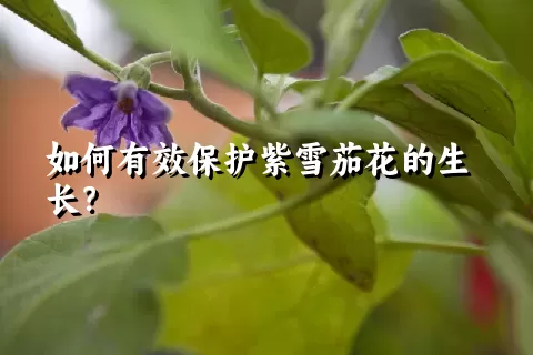 如何有效保护紫雪茄花的生长？