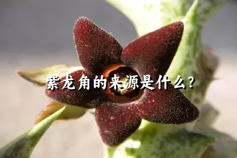 紫龙角的来源是什么？