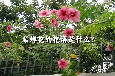 紫蝉花的花语是什么？