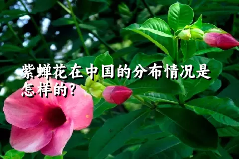 紫蝉花在中国的分布情况是怎样的？