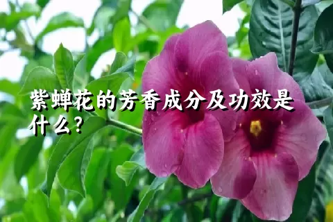 紫蝉花的芳香成分及功效是什么？