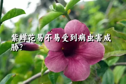 紫蝉花易不易受到病虫害威胁？