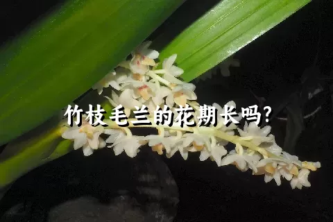 竹枝毛兰的花期长吗?