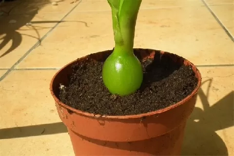 虎眼万年青