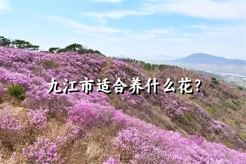 九江市适合养什么花？