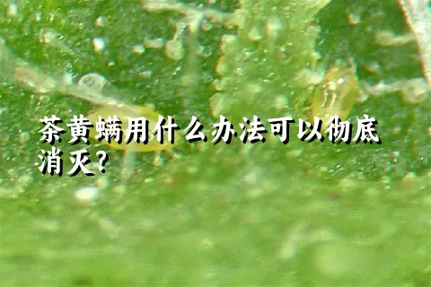 茶黄螨用什么办法可以彻底消灭？