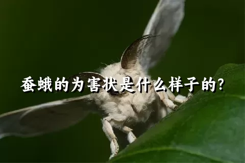 蚕蛾的为害状是什么样子的？