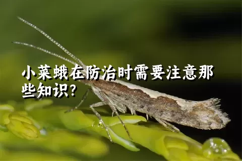 小菜蛾在防治时需要注意那些知识？