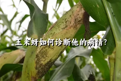 玉米蚜如何诊断他的病情？