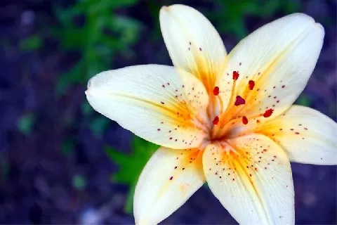 百合花