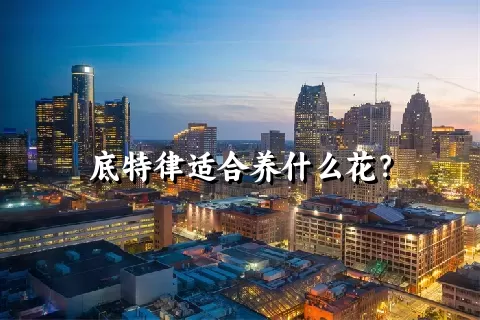 底特律适合养什么花？