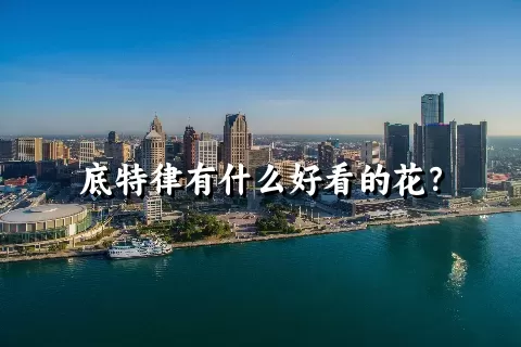 底特律有什么好看的花？