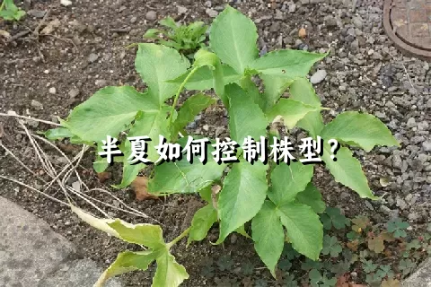 半夏如何控制株型？