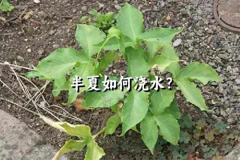 半夏如何浇水？