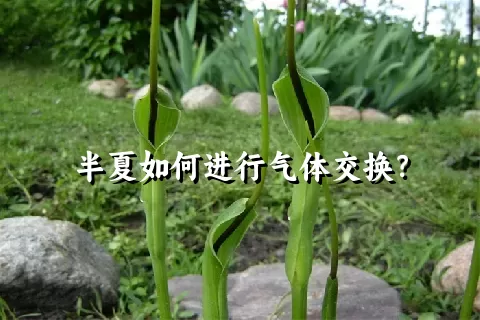 半夏如何进行气体交换？