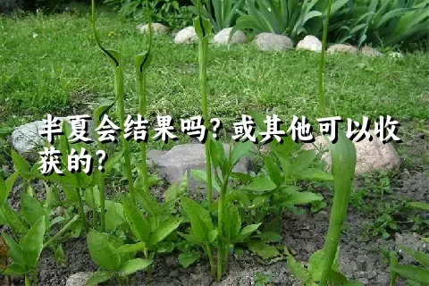 半夏会结果吗？或其他可以收获的？