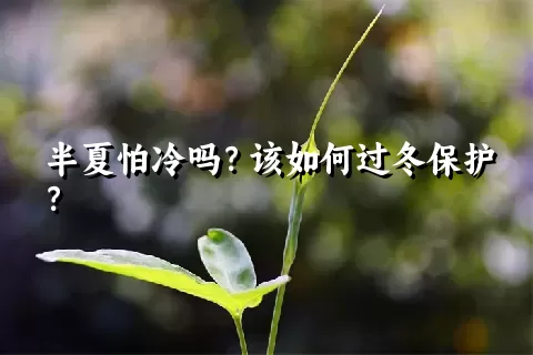 半夏怕冷吗？该如何过冬保护？