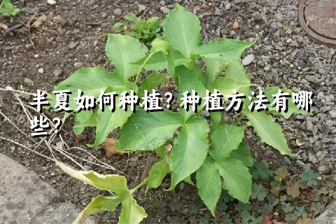 半夏如何种植？种植方法有哪些？