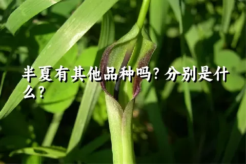 半夏有其他品种吗？分别是什么？