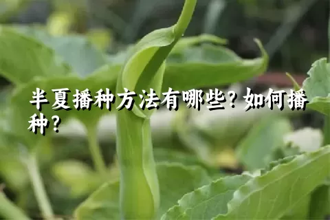 半夏播种方法有哪些？如何播种？