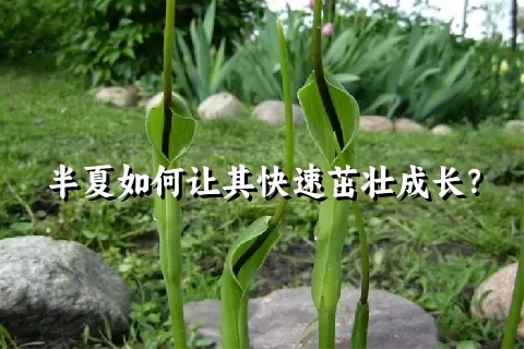 半夏如何让其快速茁壮成长？