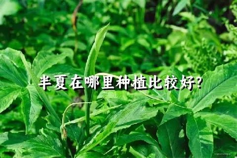 半夏在哪里种植比较好？