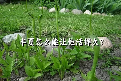 半夏怎么能让他活得久？
