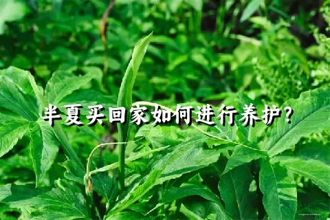 半夏买回家如何进行养护？