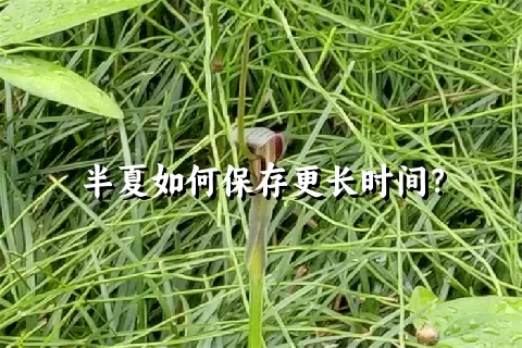 半夏如何保存更长时间？