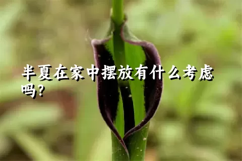 半夏在家中摆放有什么考虑吗？